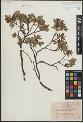 Foto von Salix lapponum L. x Salix myrtilloides L.